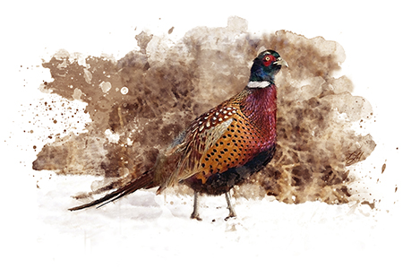 pheasant shooting guide