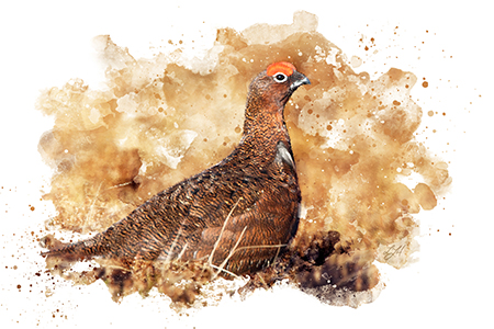 red grouse shooting guide