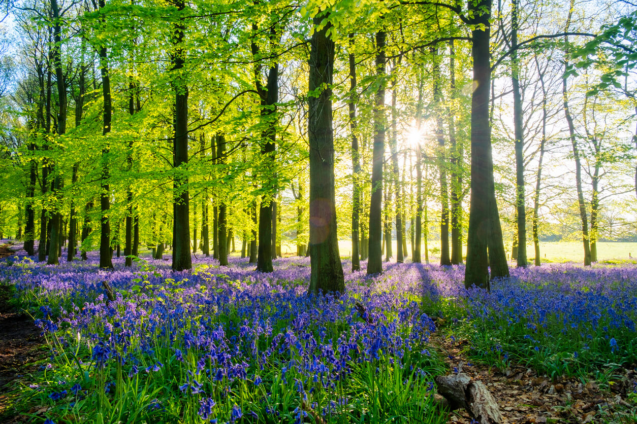 image of purple flowers and trees inside a forest in golden hour