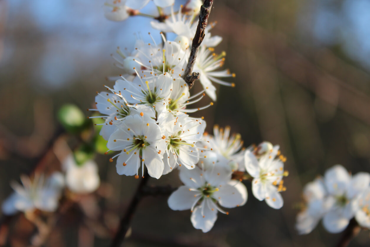 image of a blackthorn bush in spring