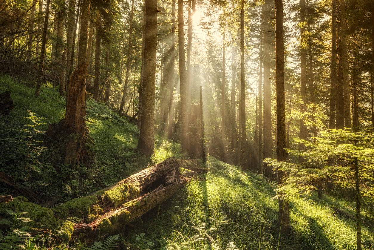 rays of sun filtering through trees on a sunny day