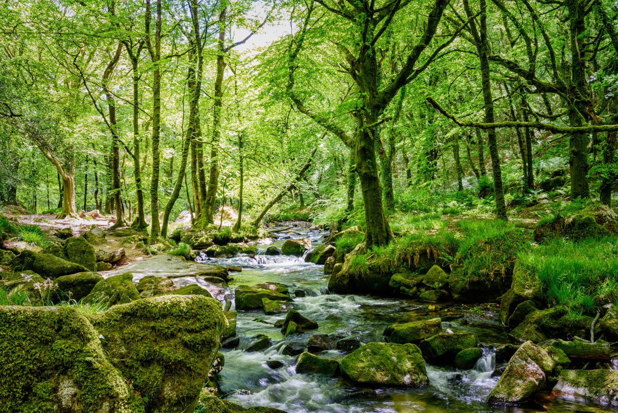 photography of a woodland with a river cutting between the trees