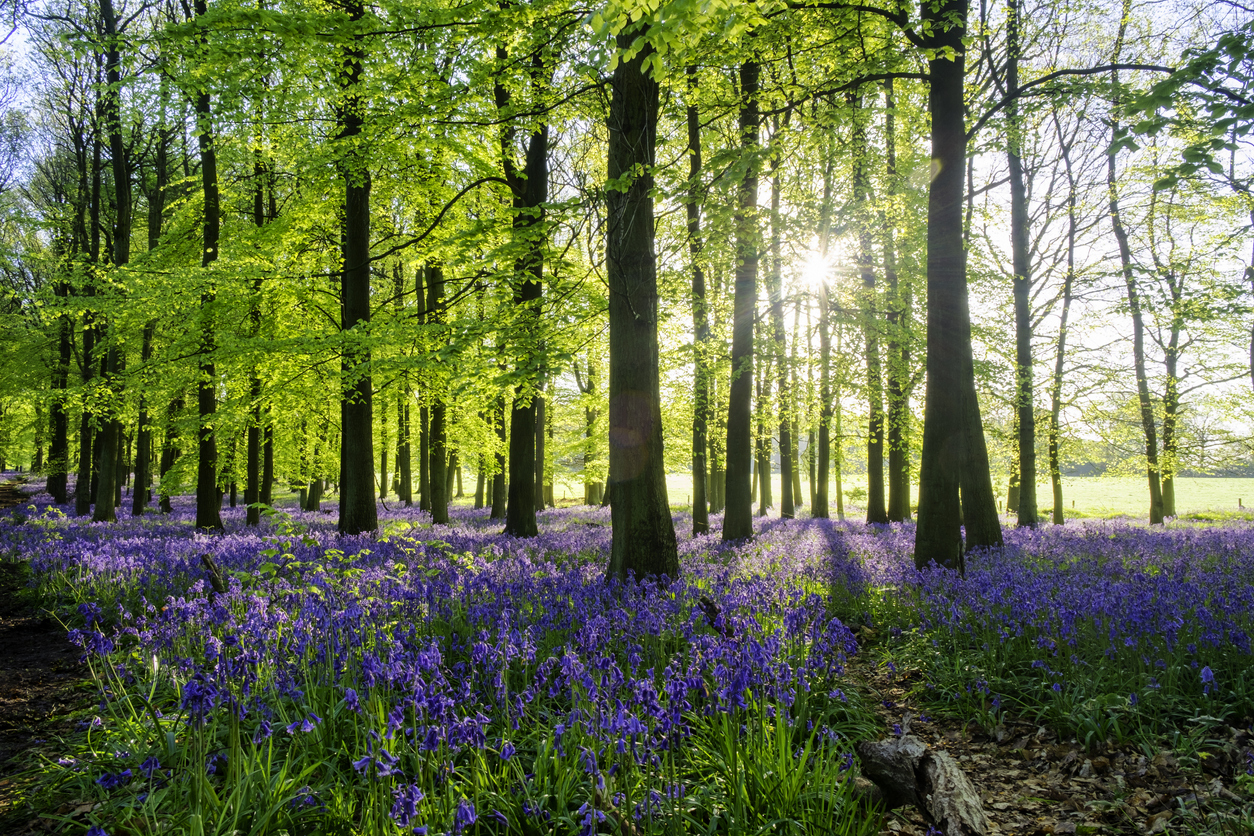 image of bluebells in a wood