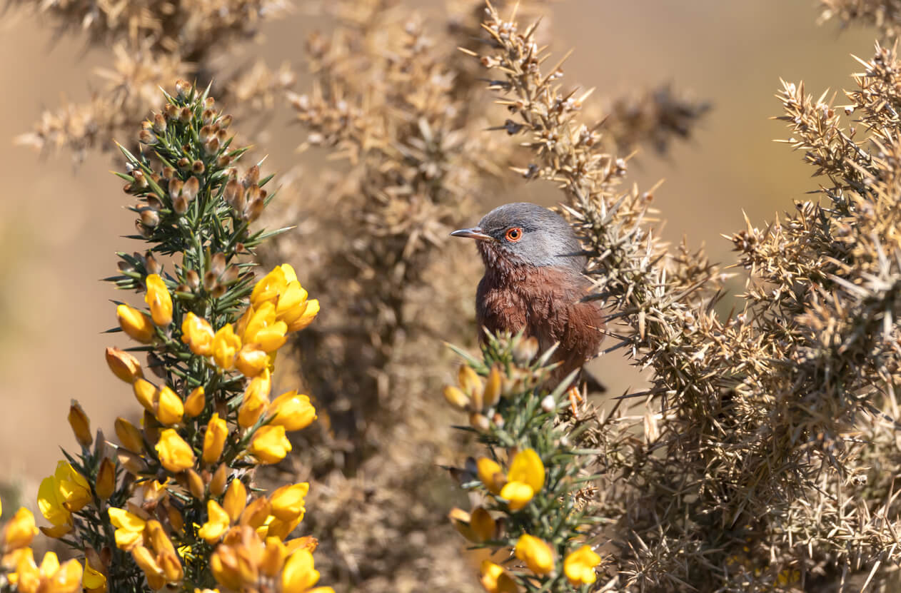 image of dartford warbler