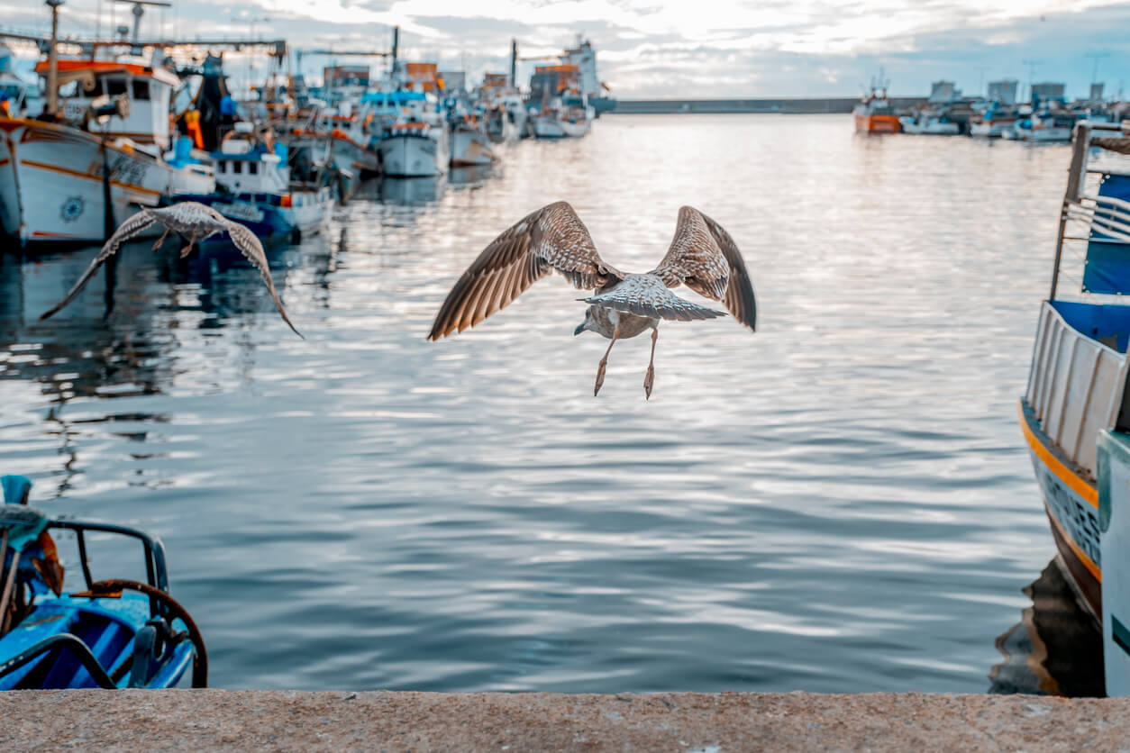 boat and harbour photography of a seagull taking flight