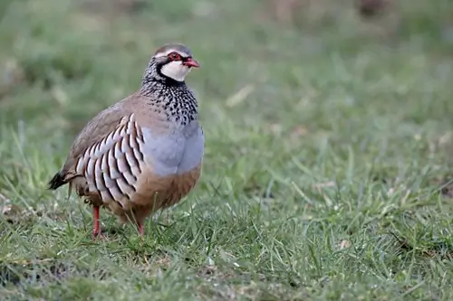 Partridge stood in short grass