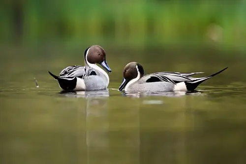 two pintail ducks sat on water
