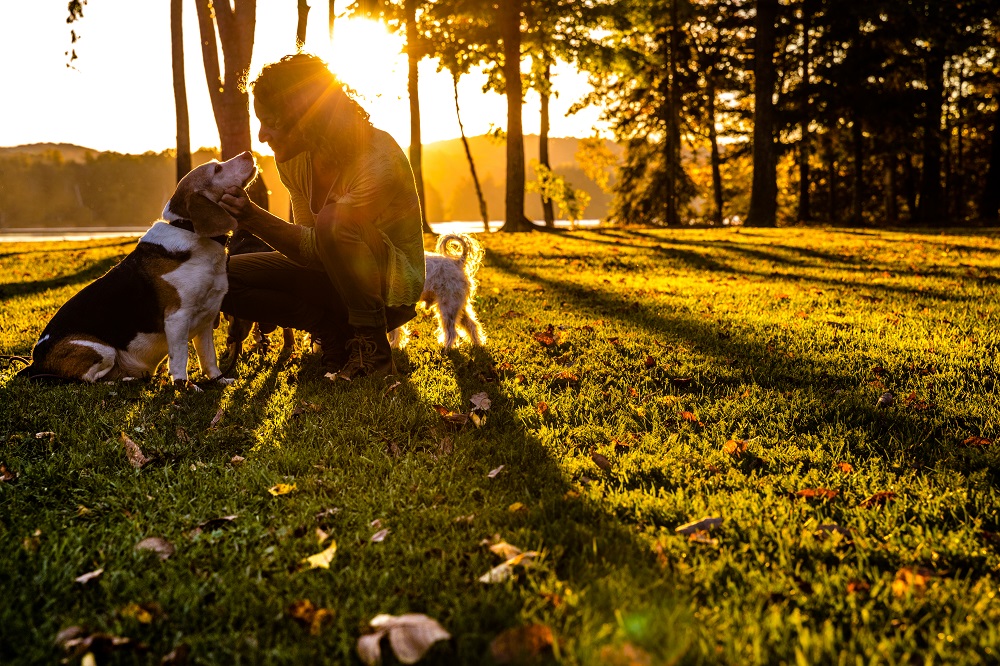 Why you need dog walking insurance