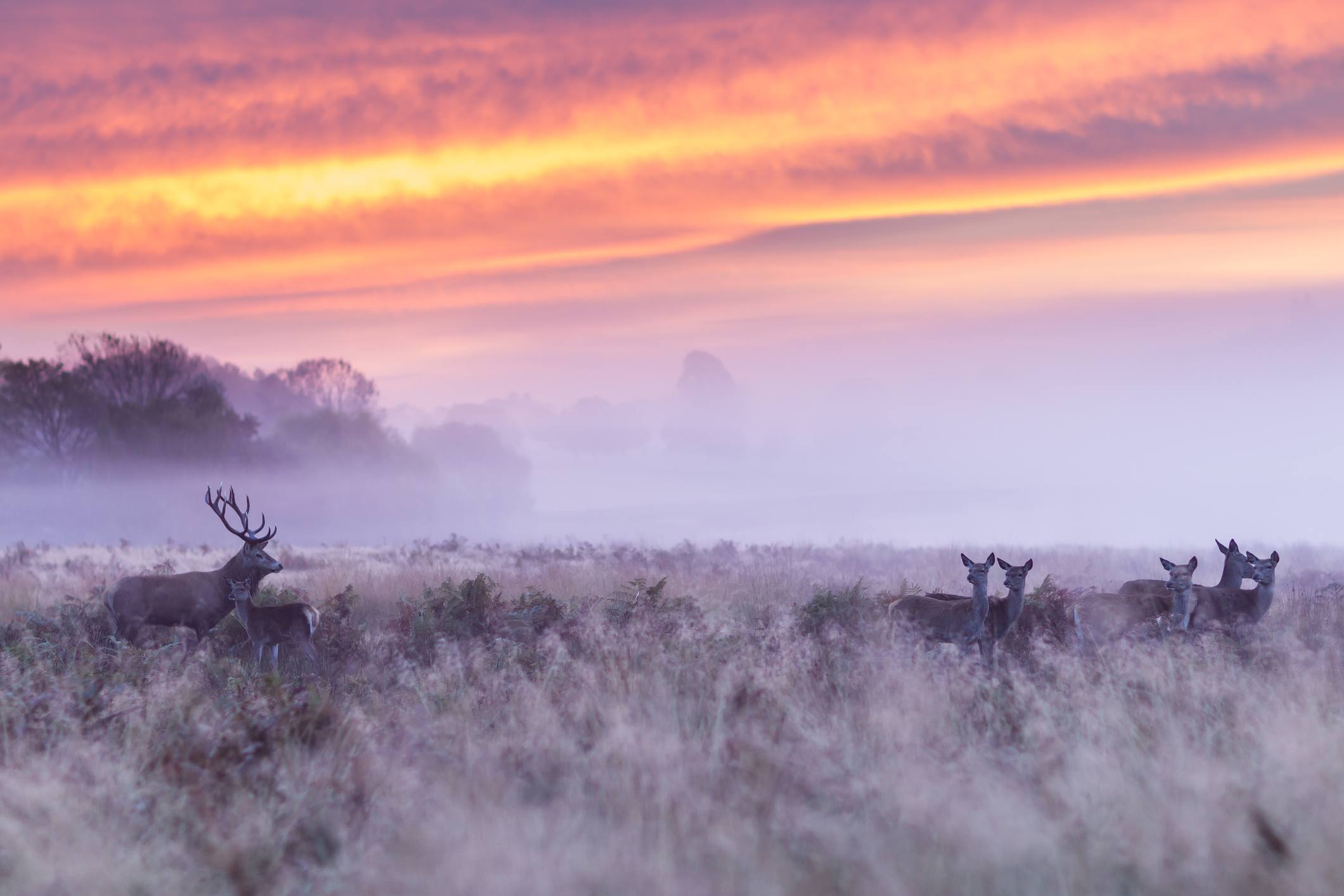 Polarising filter misty morning