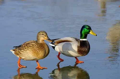 A male and female mallard side by side on shallow waters.