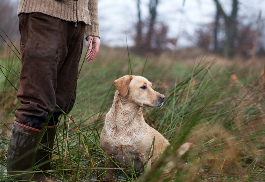 training your gun dog