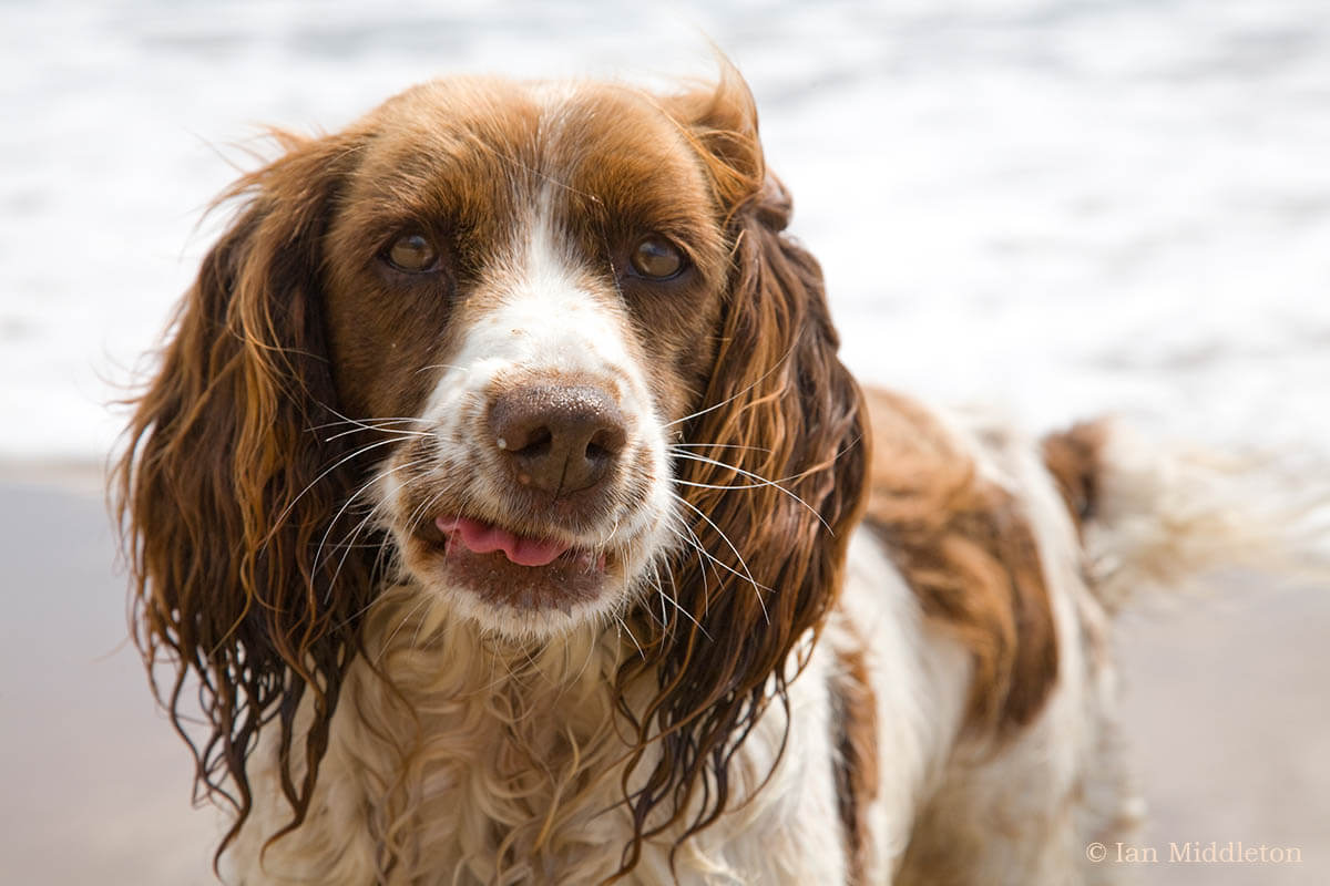 11 dog photography tips for quality portraits - Photography Blog | Ripe ...