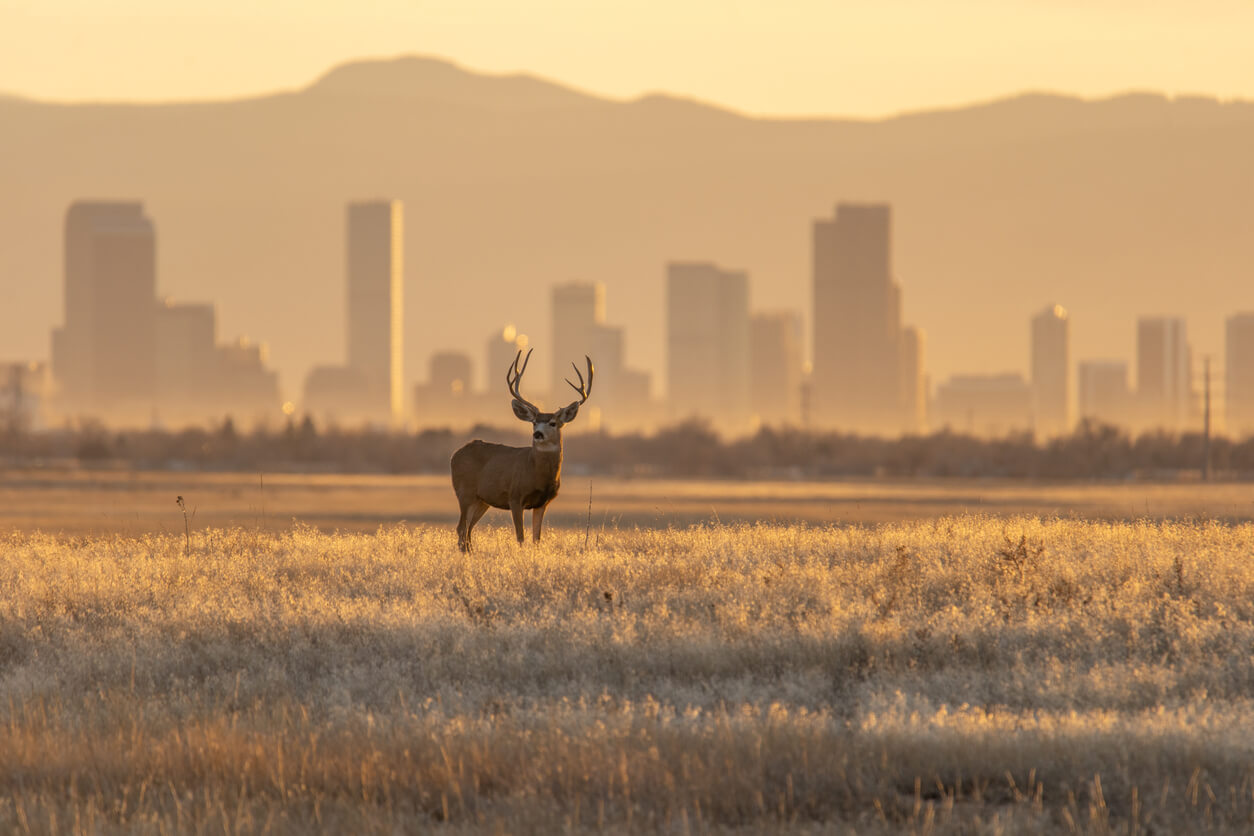 urban photography at golden hour