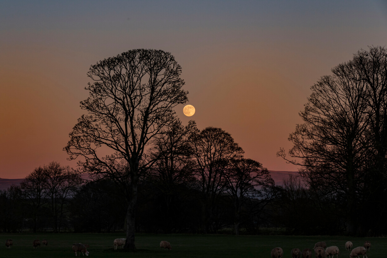 moon rising summer photography