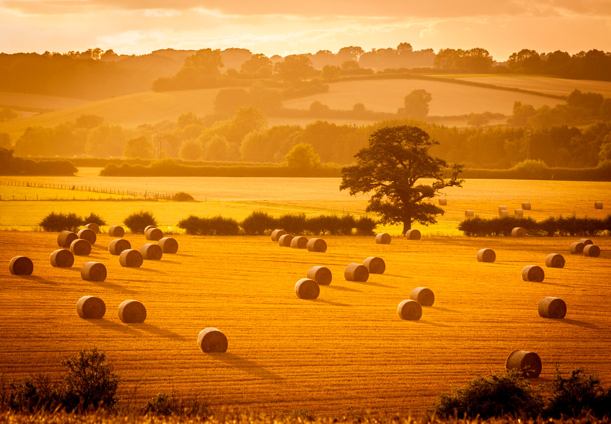 summer photography at golden hour