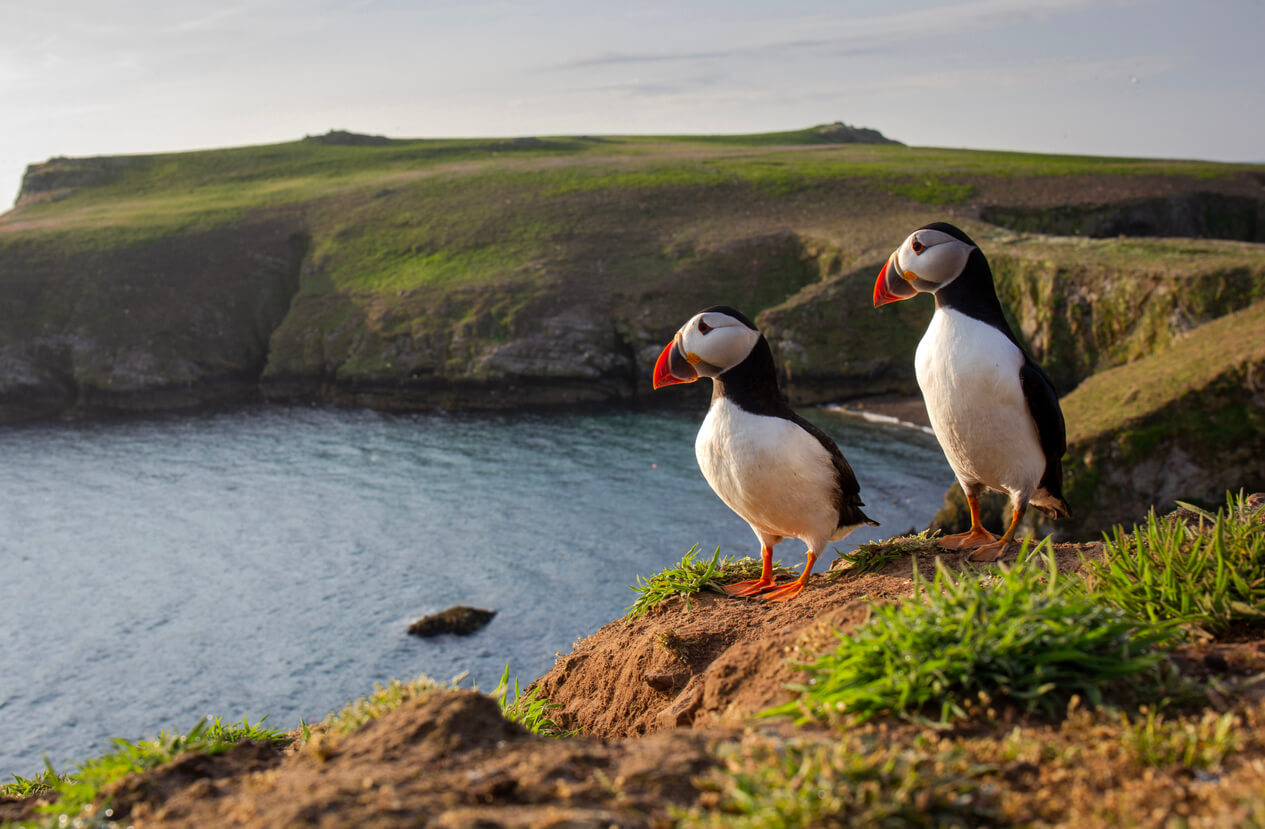 summer photography of puffins in wales