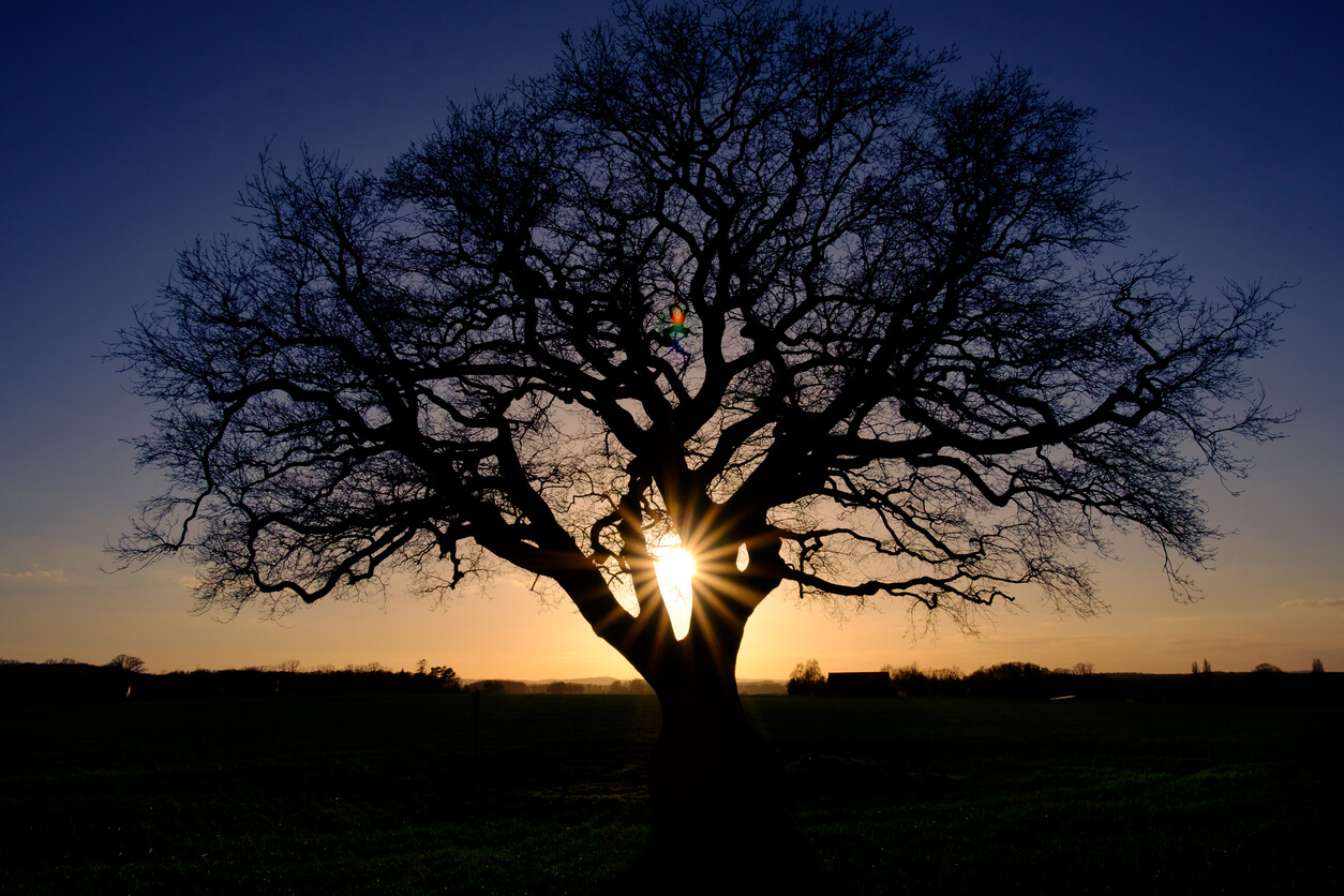 silhouette photography in nature, the sunset between a tree in the foreground