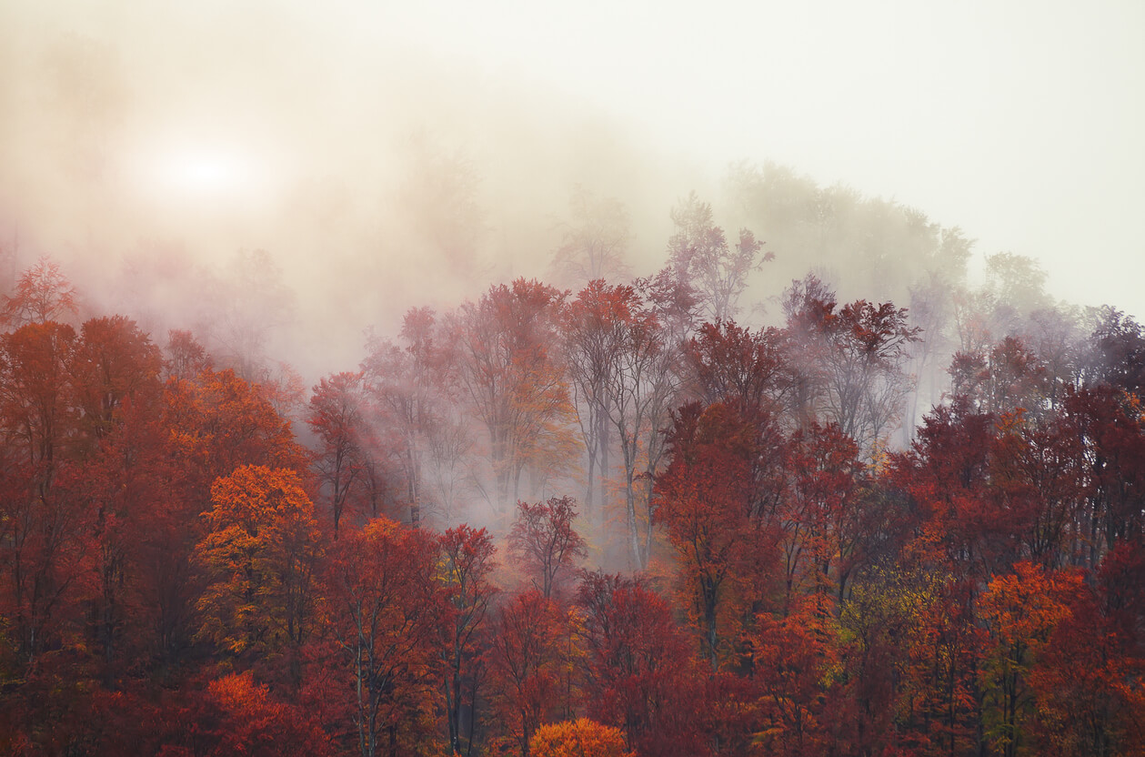 autumn photography fog