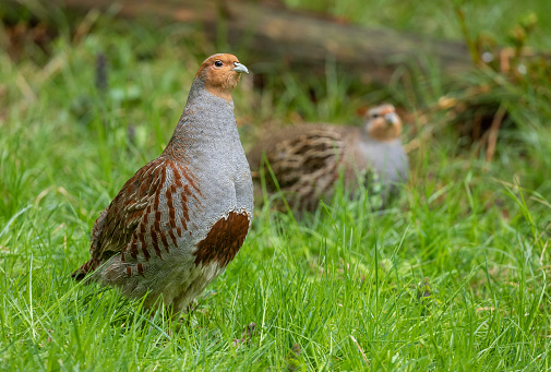 partridge shooting season