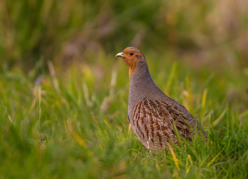 partridge shooting season