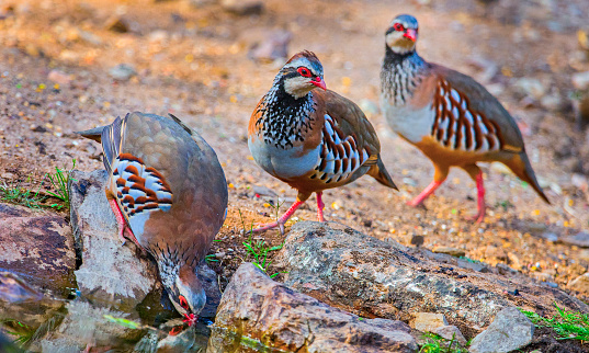 partridge shooting season