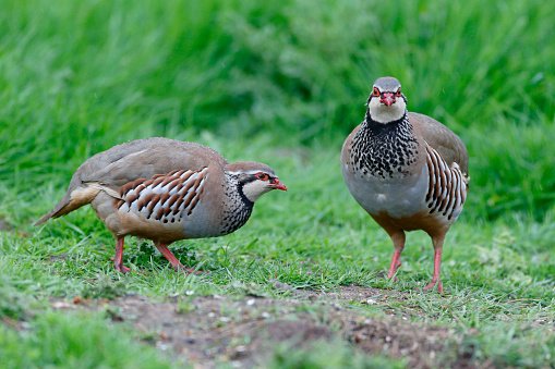 partridge shooting season