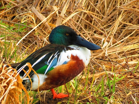 duck shooting