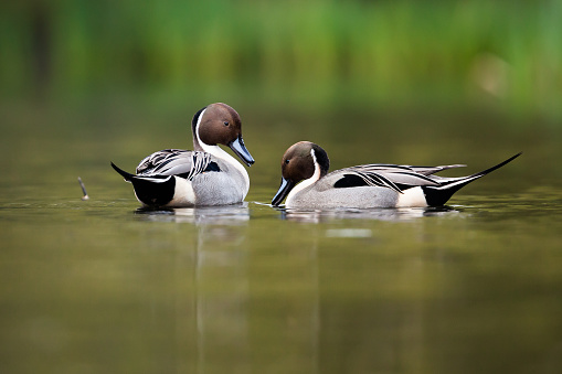 duck shooting