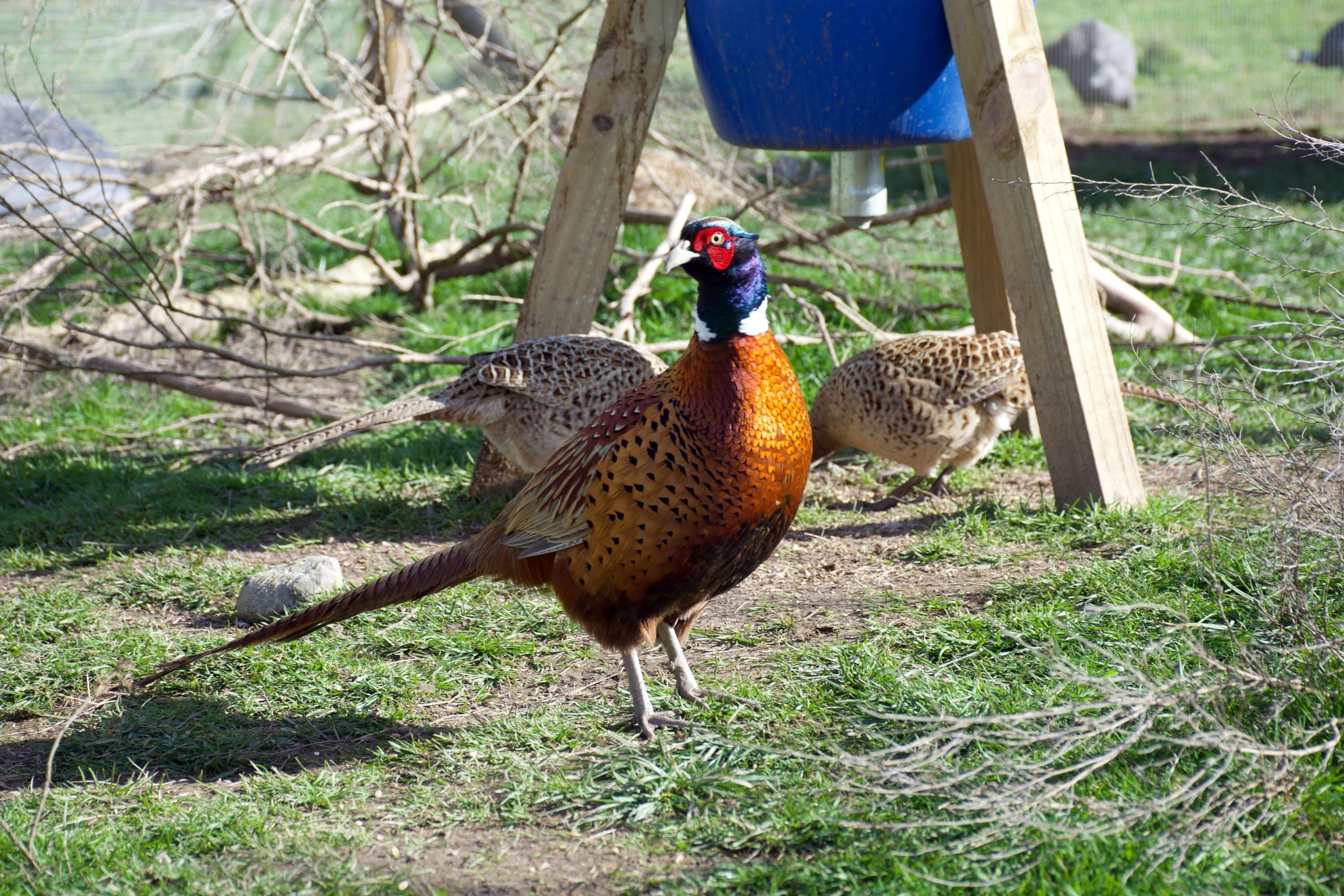 pheasant shooting season