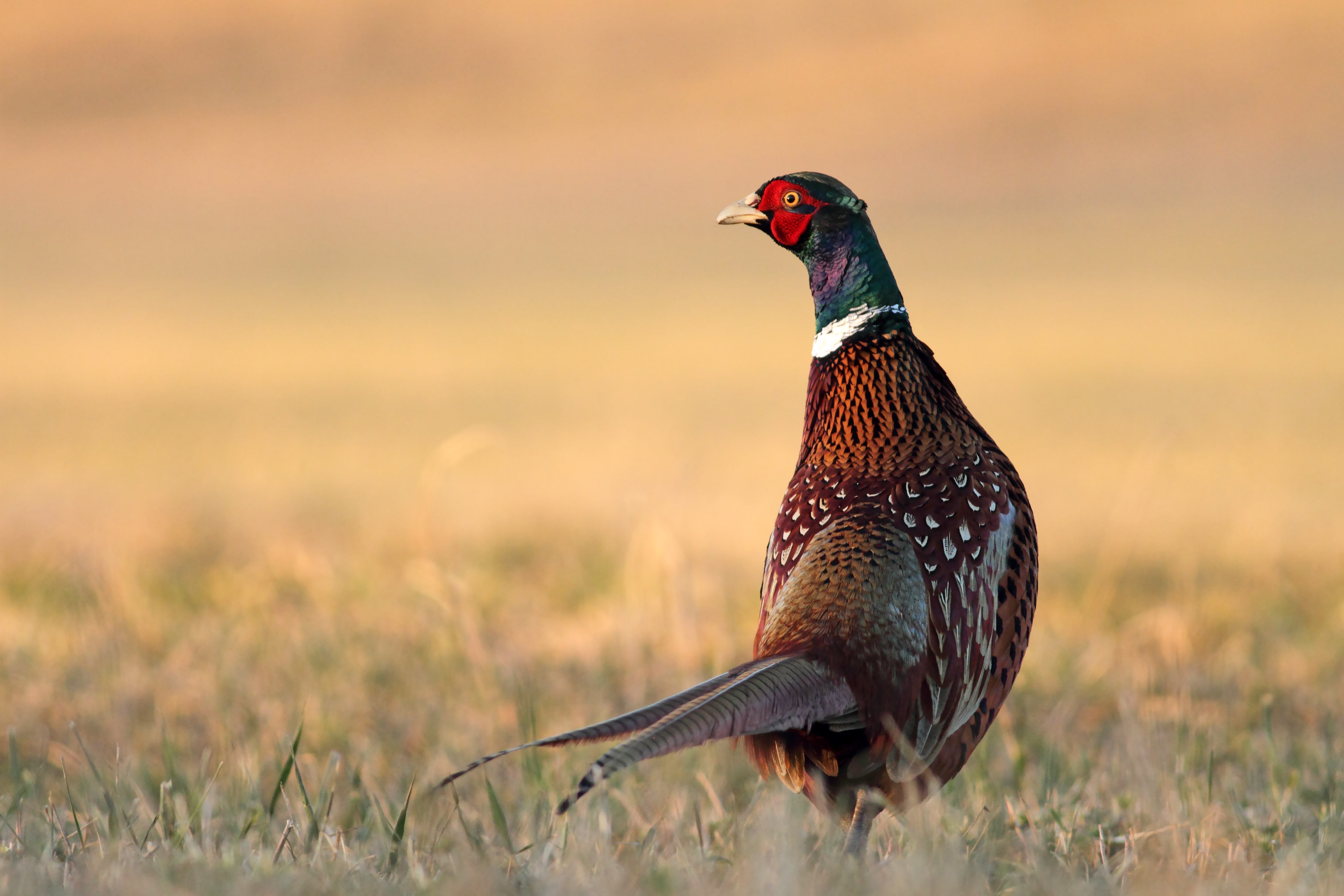 pheasant shooting season