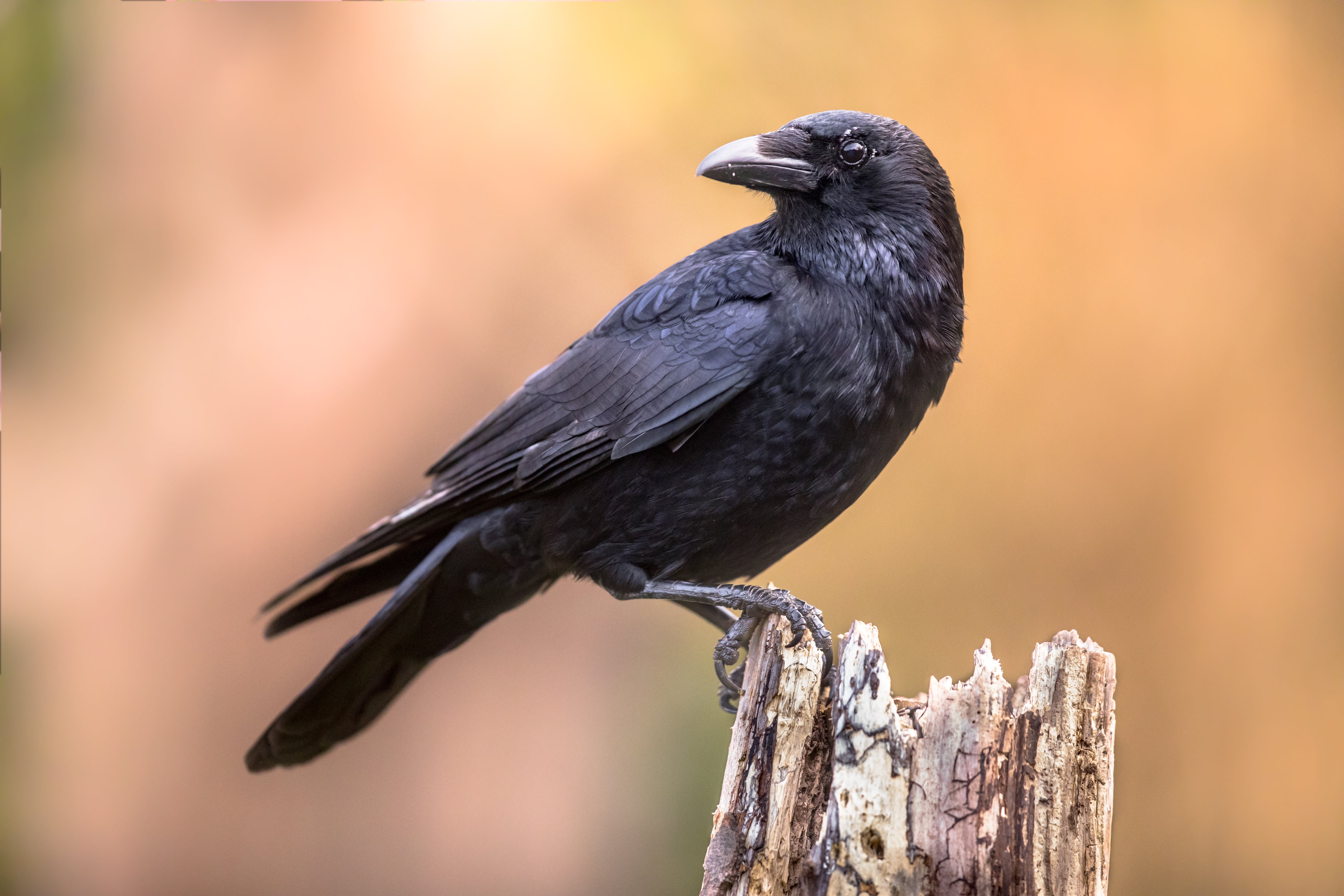 Can you shoot crows and pigeons UK