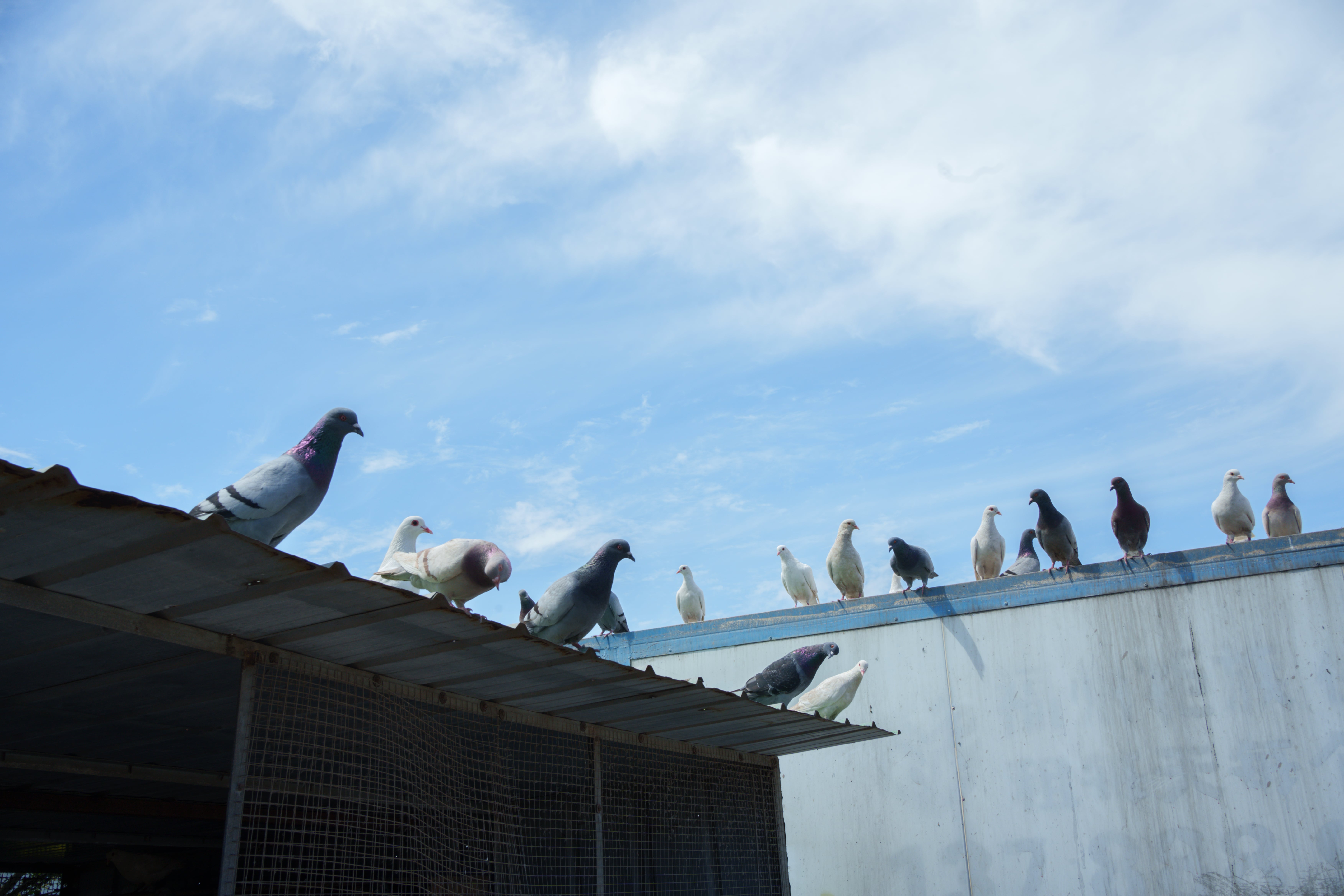 Can you shoot crows and pigeons UK