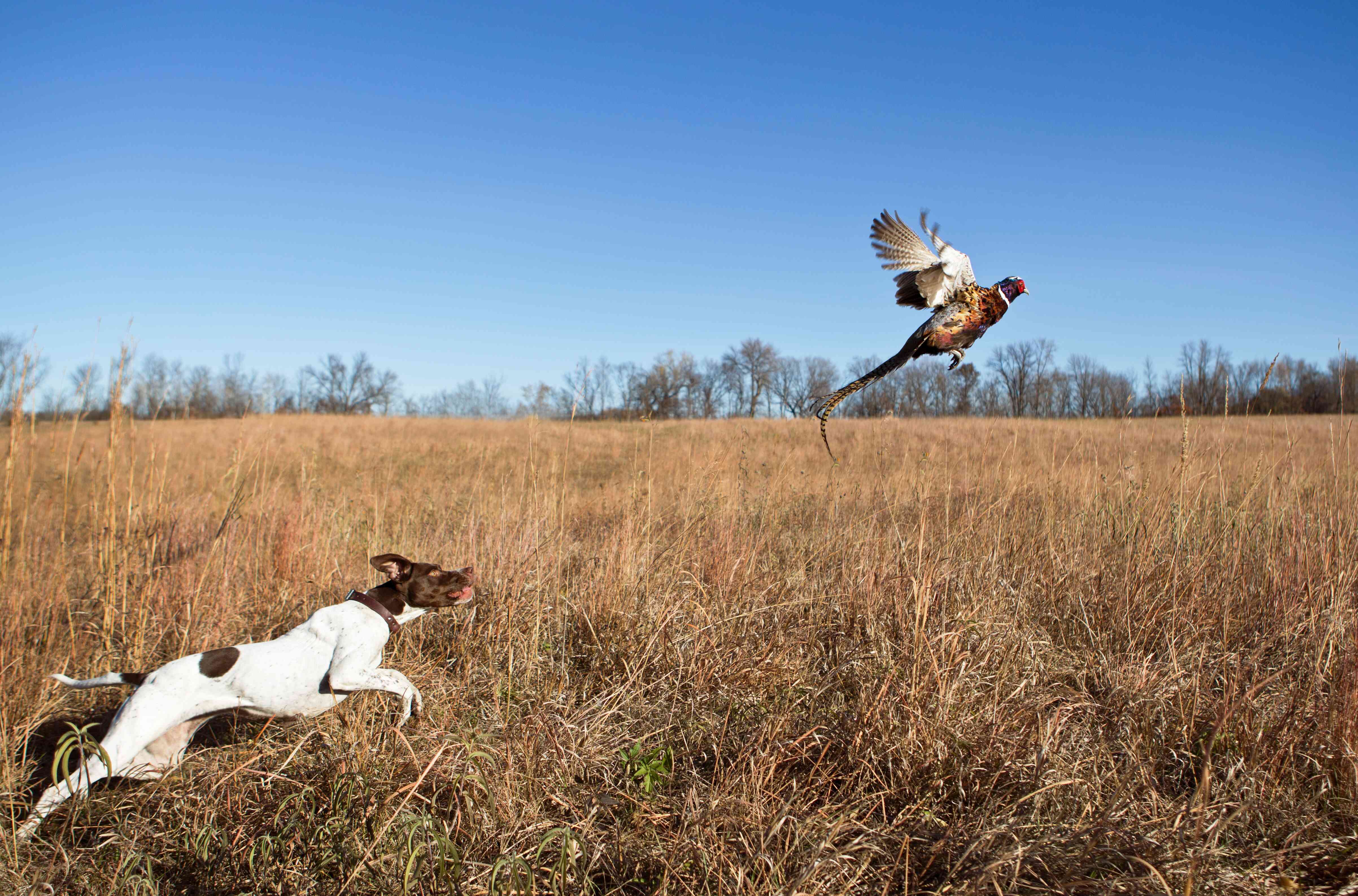 How to train your gun dog