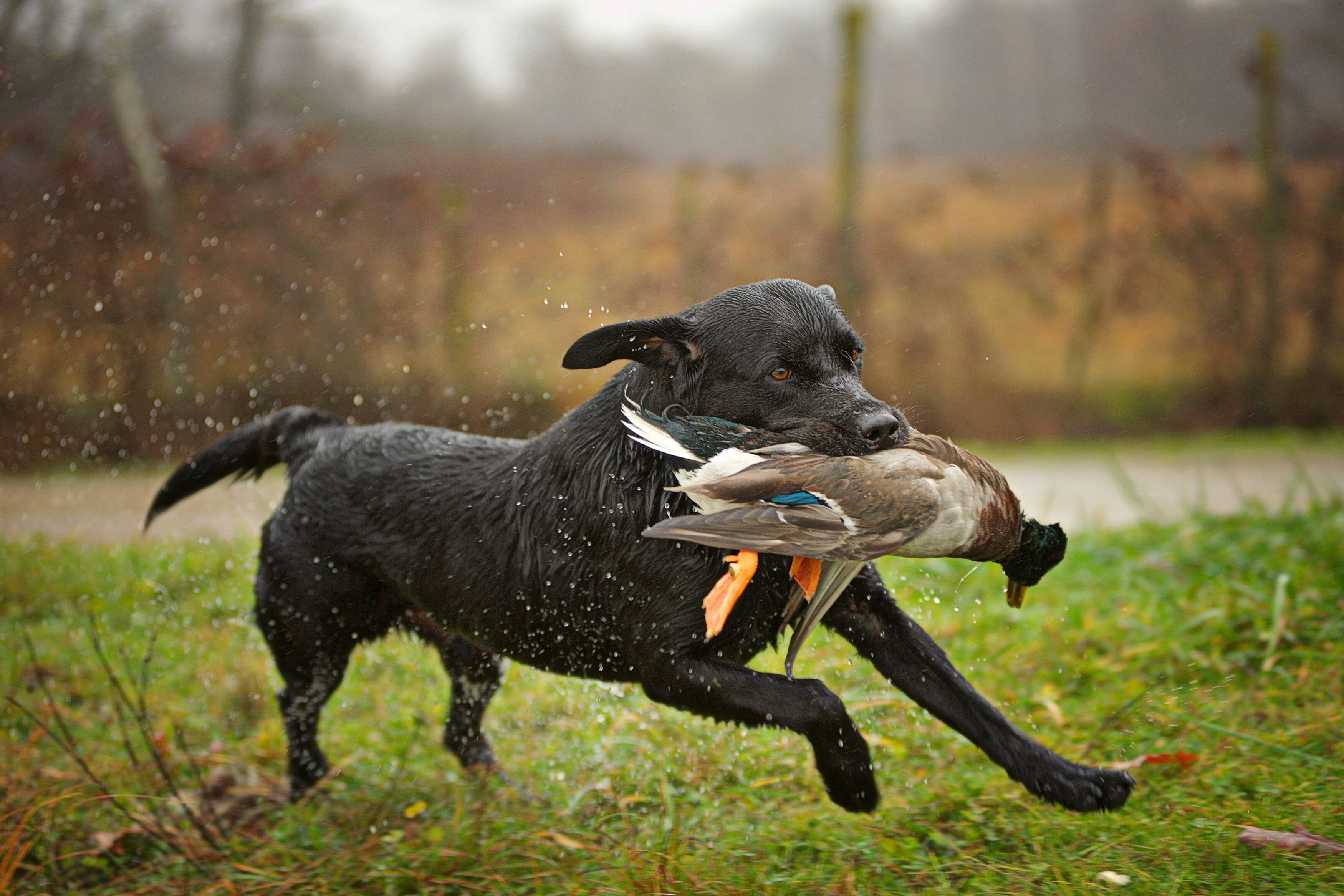 How to train your gun dog