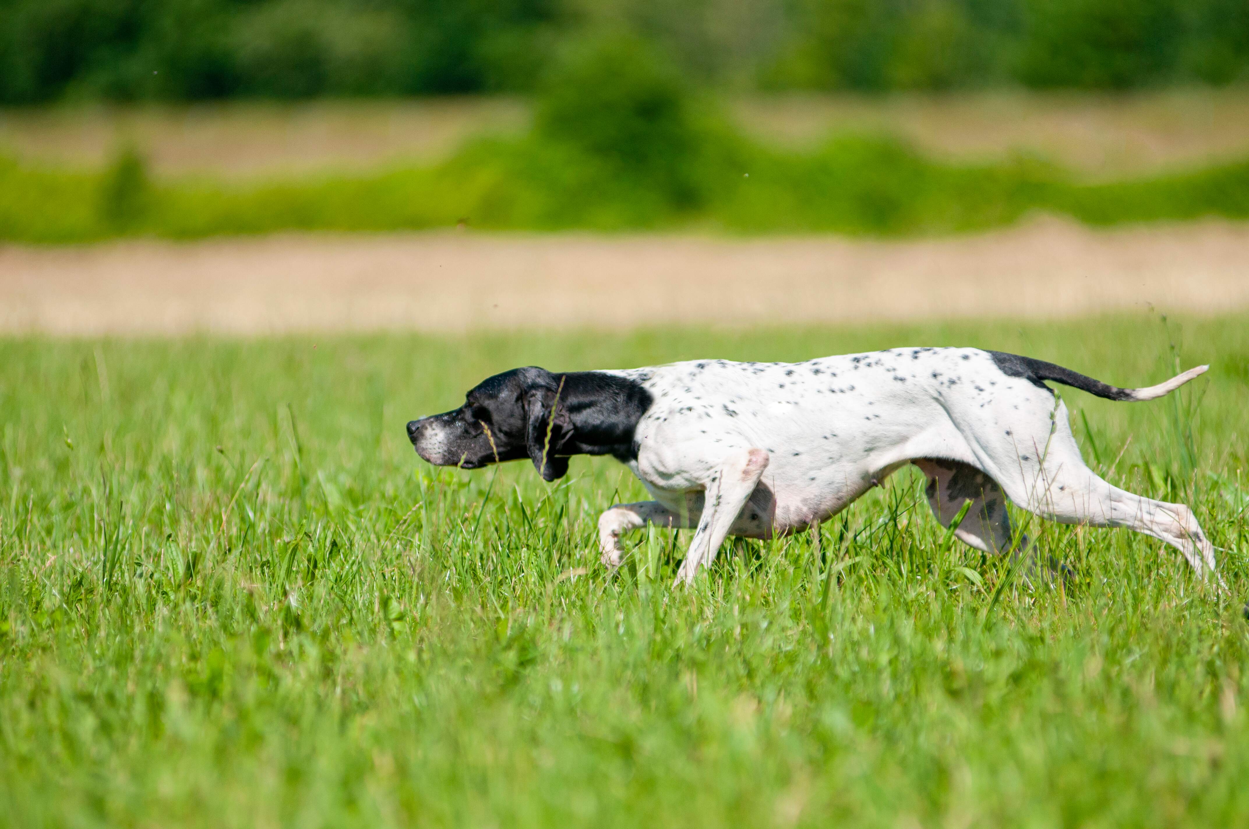 How to train your gun dog