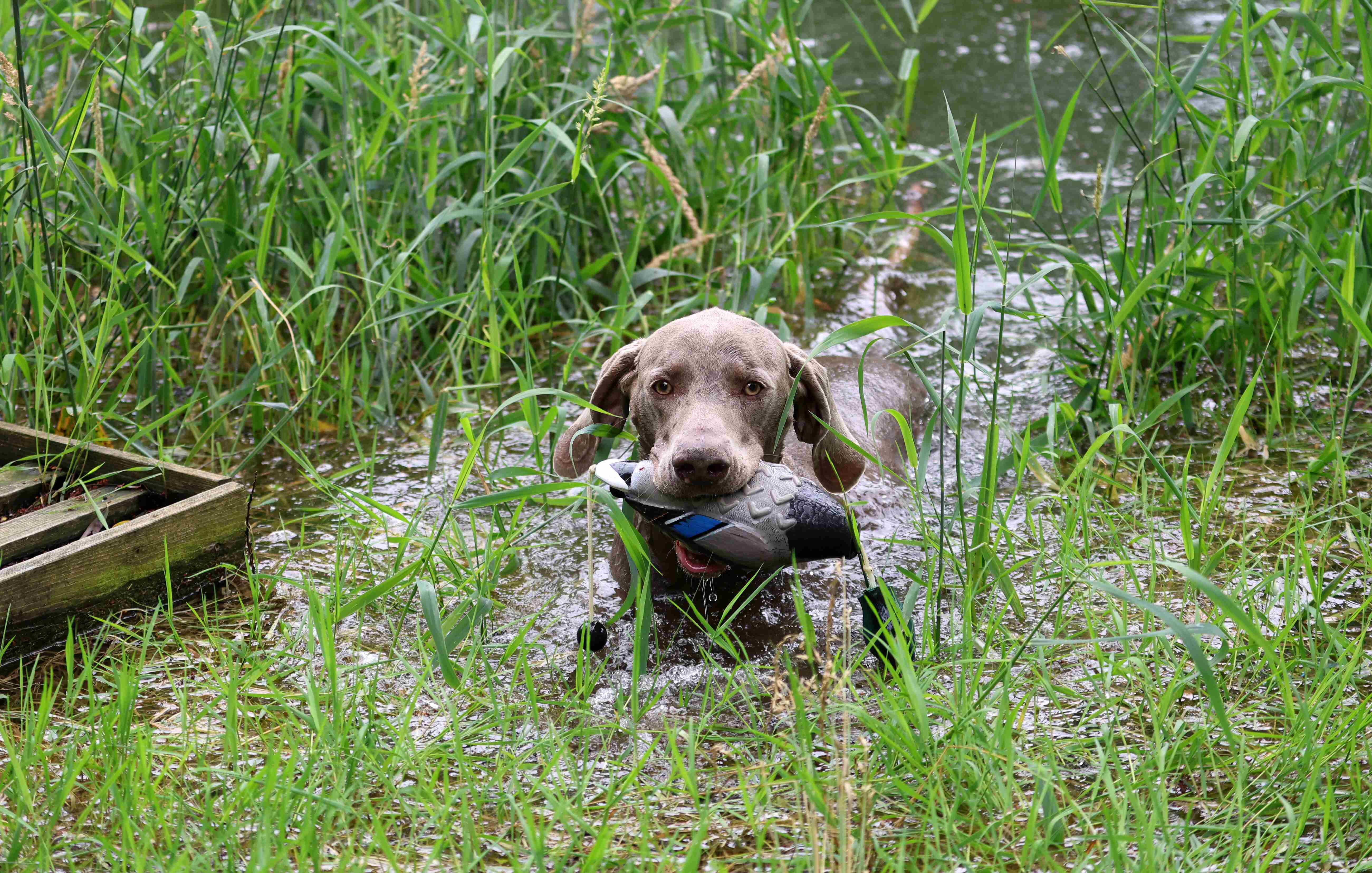 How to train your gun dog