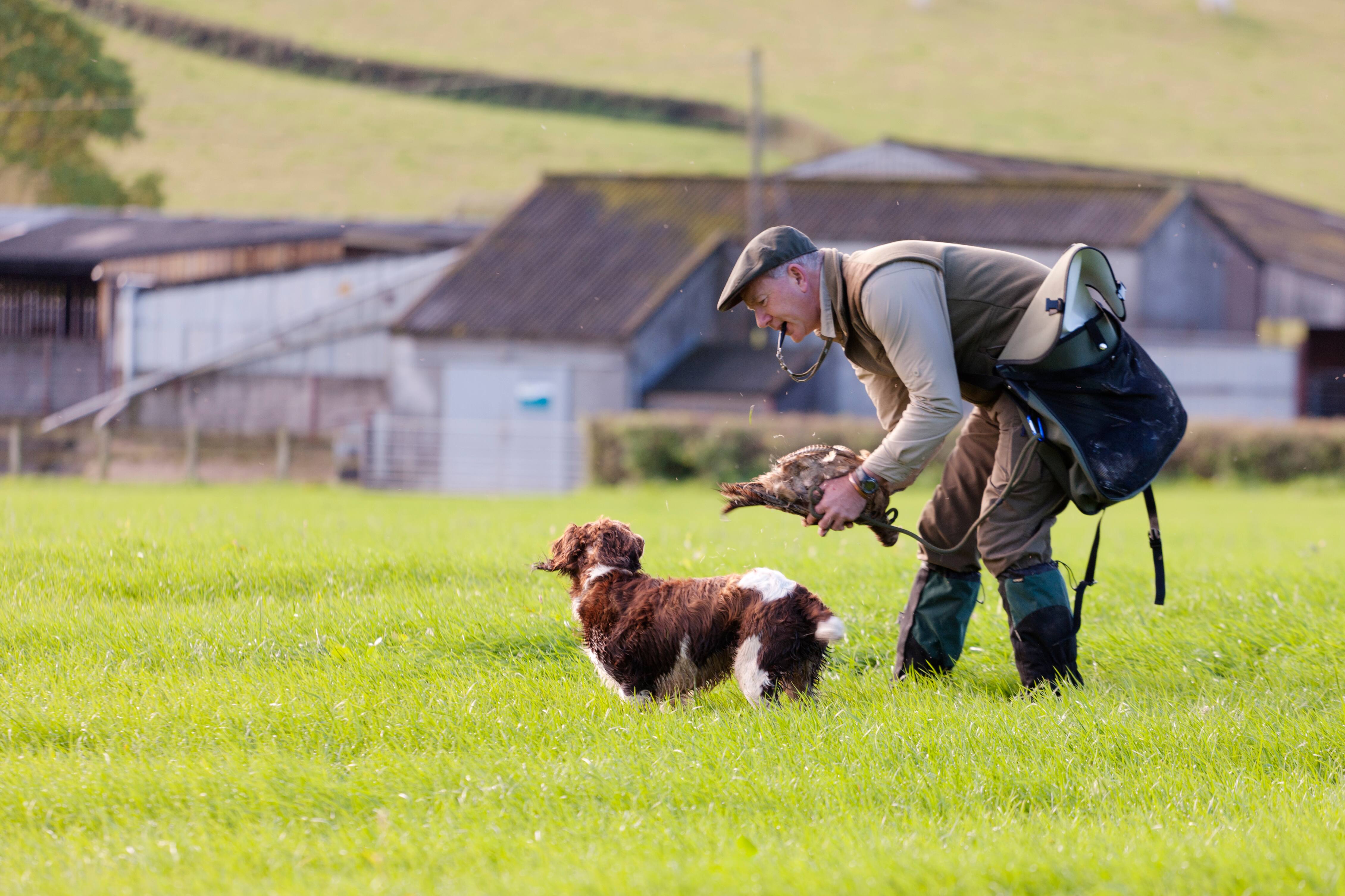 How to train your gun dog