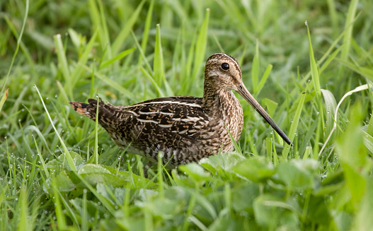 british game birds