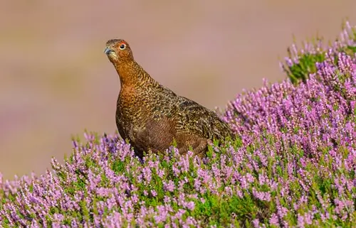 Grouse sat in purple flowers