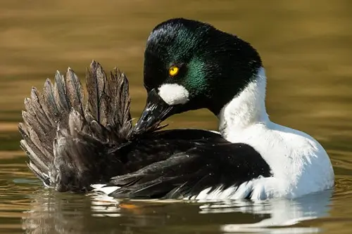 Goldeneye duck sat in the water