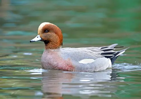 Wigeon duck swimming on water