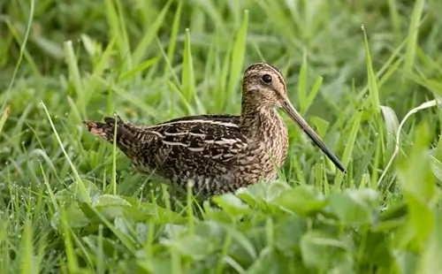 common snipe stood in grass