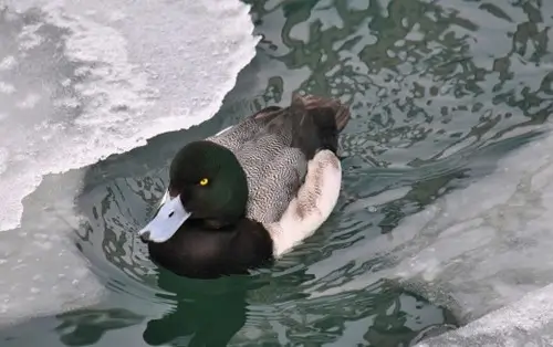 Scaup bird swimming through icy water