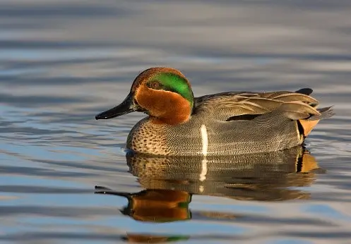 Teal duck swimming on water