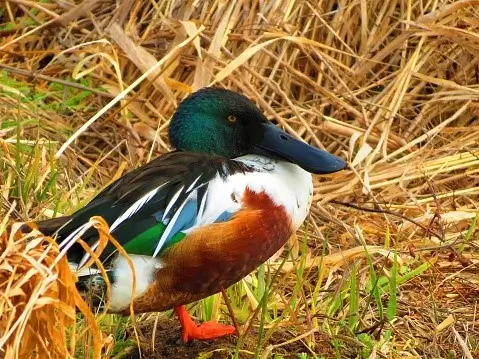 Shoveler duck stood in long grass