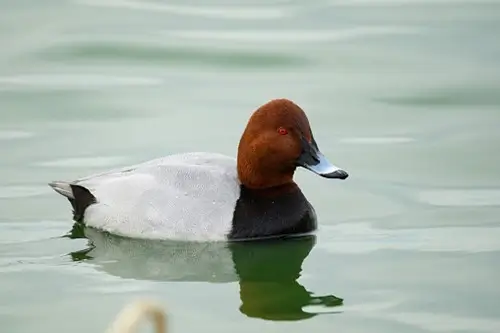 Pochard duck sat on water