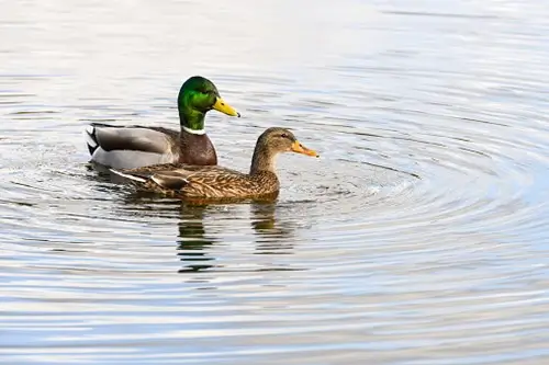 Male and female mallard swimming in water