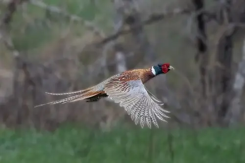 pheasant flying low across woodland