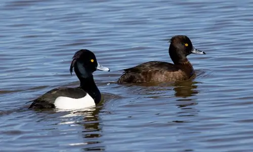 Two tufted ducks swimming on open water