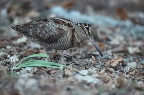 Woodcock stood in mulch